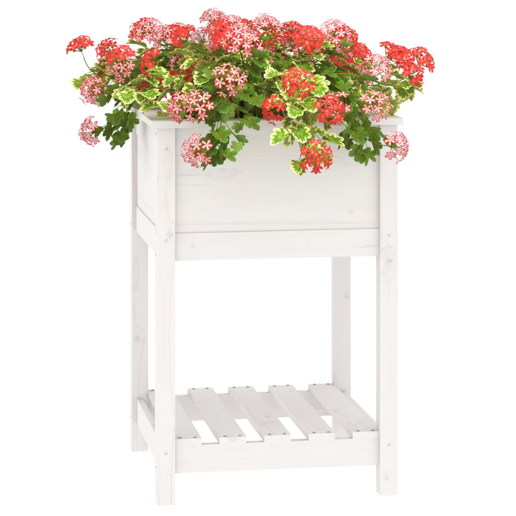 Sadilica s policom bijela 54x54x81 cm od masivne borovine