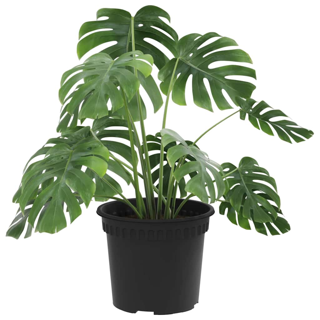 Okrugla saksija za cveće 24 pcs Crna Ø 12,5 x 10 cm Plastika