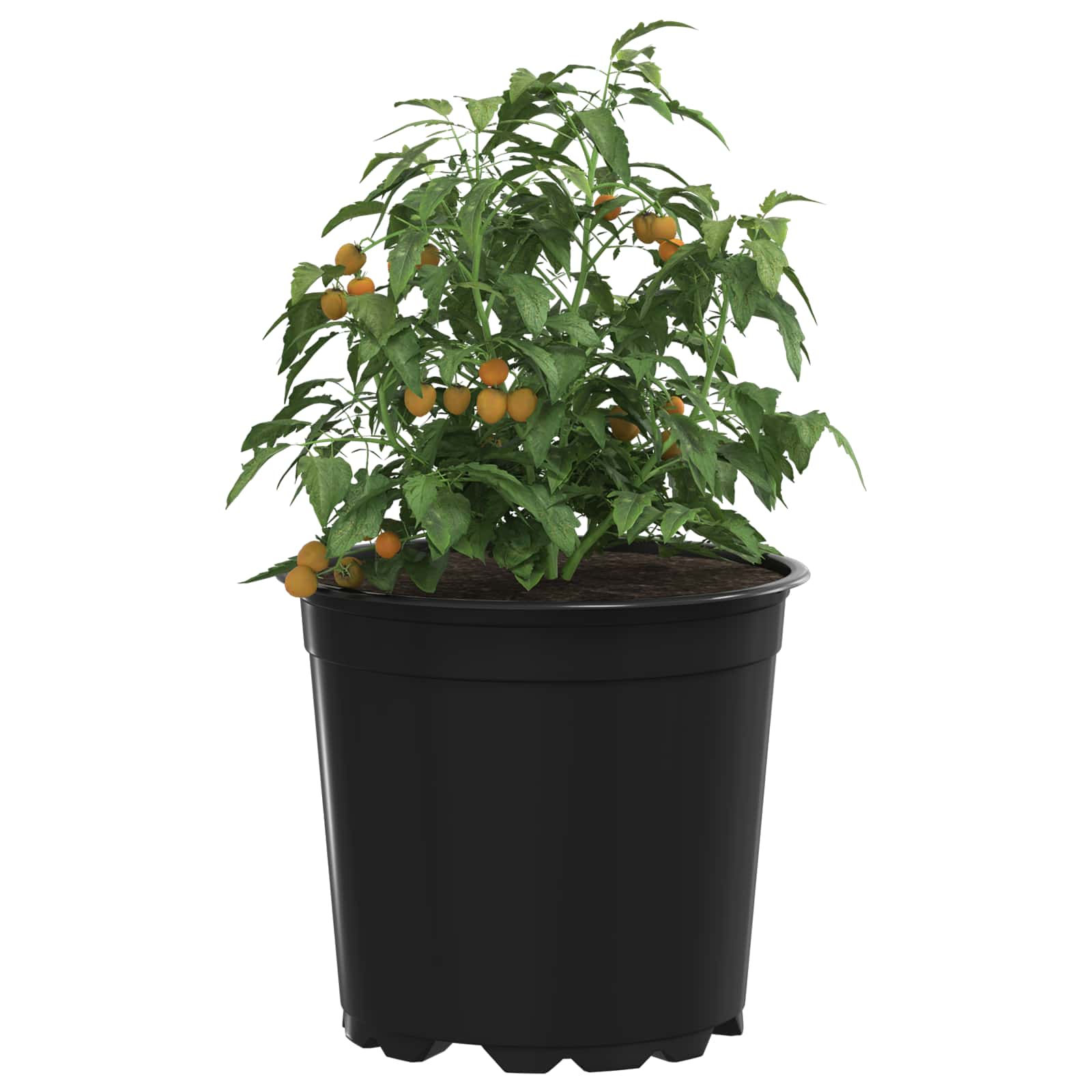 Lonac za cvijeće 50 pcs Crna Ø 15 x 13 cm Plastika